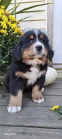 Copper Bro, a male Bernese Mountain Dog for sale in Charles City, IA – 1 of 10