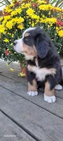 Maple leaf 🍁 , a female Bernese Mountain Dog for sale in Charles City, IA – 5 of 10