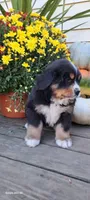 Acorn sir, a male Bernese Mountain Dog for sale in Charles City, IA – 3 of 10