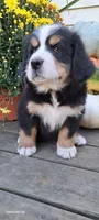 Maple leaf 🍁 , a female Bernese Mountain Dog for sale in Charles City, IA – 10 of 10