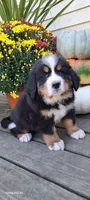 Hazel Nut, a female Bernese Mountain Dog for sale in Charles City, IA – 7 of 10