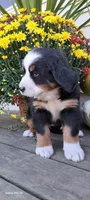 Autumn Blaze , a female Bernese Mountain Dog for sale in Charles City, IA – 8 of 10