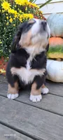 Maple leaf 🍁 , a female Bernese Mountain Dog for sale in Charles City, IA – 7 of 10