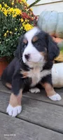 Diamond Queen , a female Bernese Mountain Dog for sale in Charles City, IA – 5 of 10