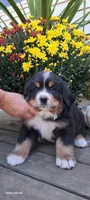 Acorn sir, a male Bernese Mountain Dog for sale in Charles City, IA – 2 of 10