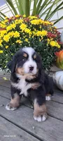 Brich Bark, a male Bernese Mountain Dog for sale in Charles City, IA – 10 of 10