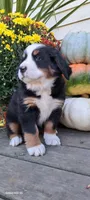 Autumn Blaze , a female Bernese Mountain Dog for sale in Charles City, IA – 2 of 10