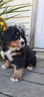 Copper Bro, a male Bernese Mountain Dog for sale in Charles City, IA – 6 of 10