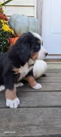 Diamond Queen , a female Bernese Mountain Dog for sale in Charles City, IA – 2 of 10