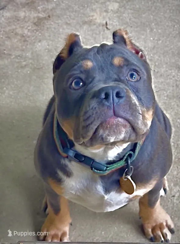 Rasta – American Bully puppy for sale in Sullivan, IL