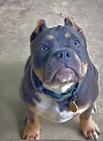 Rasta, a female American Bully for sale in Sullivan, IL – 1 of 4