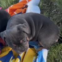 Zaza , a female American Bully for sale in Sullivan, IL – 6 of 8