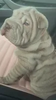Magoo, a male Chinese Shar-Pei for sale in Sullivan, IL – 4 of 8