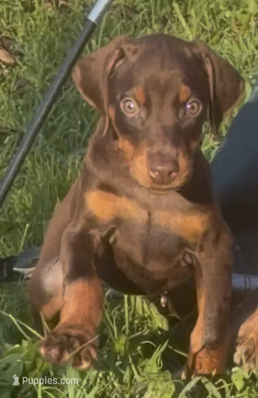 Cherokee – Doberman Pinscher puppy for sale in Sullivan, IL