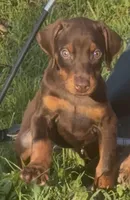 Cherokee, a female Doberman Pinscher for sale in Sullivan, IL – 1 of 4