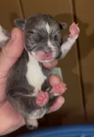 Lotus, a female English Bulldog and French Bulldog for sale in Sullivan, IL – 2 of 2