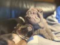 Magoo, a male Chinese Shar-Pei for sale in Sullivan, IL – 8 of 8