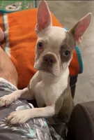 Lola, a female Boston Terrier for sale in Sullivan, IL – 1 of 2