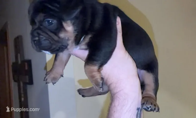 Bolo – American Bully puppy for sale in Sullivan, IL