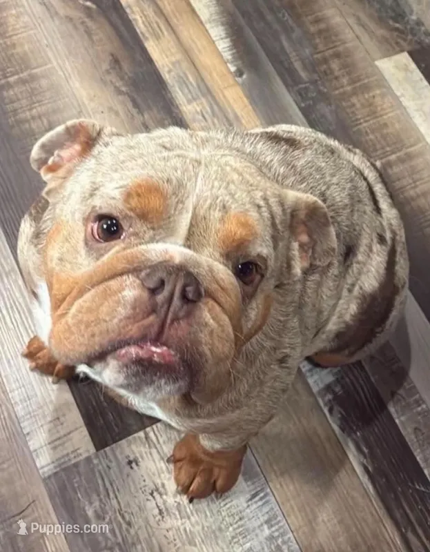Mafia – English Bulldog puppy for sale in Sullivan, IL