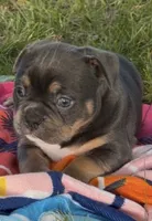 Zaza , a female American Bully for sale in Sullivan, IL – 4 of 8