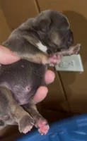 Bertha, a female English Bulldog and French Bulldog for sale in Sullivan, IL – 2 of 2