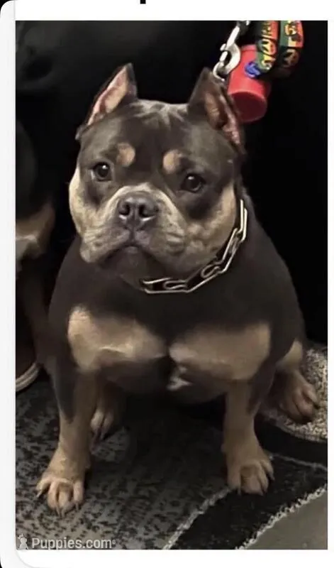 Rajah – American Bully puppy for sale in Sullivan, IL