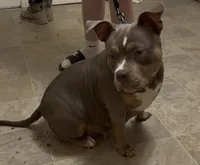 Chico, a male American Bully for sale in Sullivan, IL – 7 of 7