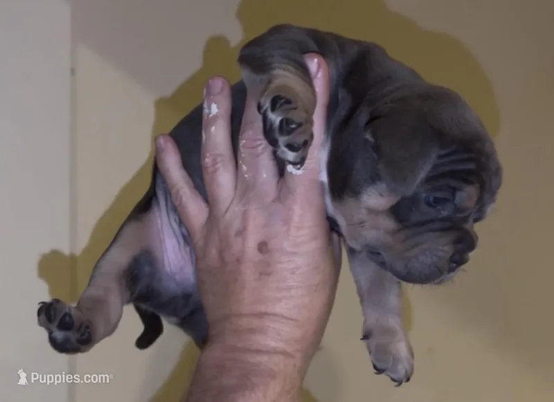 Chico – American Bully puppy for sale in Sullivan, IL