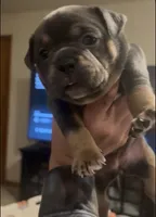 Chico, a male American Bully for sale in Sullivan, IL – 6 of 7