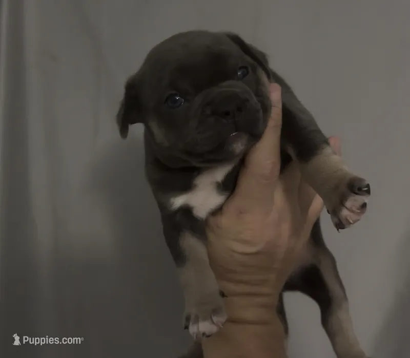 Raja – American Bully puppy for sale in Sullivan, IL