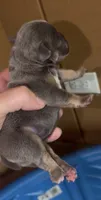 Blueberry, a female English Bulldog and French Bulldog for sale in Sullivan, IL – 4 of 4
