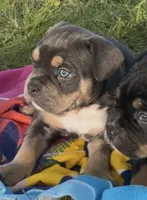 Cosmo, a male American Bully for sale in Sullivan, IL – 3 of 6
