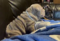 Magoo, a male Chinese Shar-Pei for sale in Sullivan, IL – 7 of 8