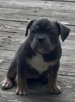 Pick of the Litter, a female American Bully for sale in Sullivan, IL – 8 of 10