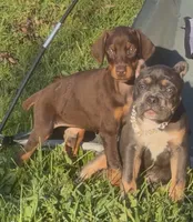 Cherokee, a female Doberman Pinscher for sale in Sullivan, IL – 4 of 4
