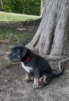 Pick of the Litter, a female American Bully for sale in Sullivan, IL – 5 of 10