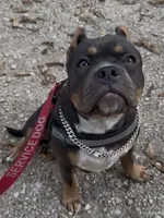 Rasta, a female American Bully for sale in Sullivan, IL – 3 of 4