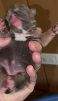 Blueberry, a female English Bulldog and French Bulldog for sale in Sullivan, IL – 3 of 4