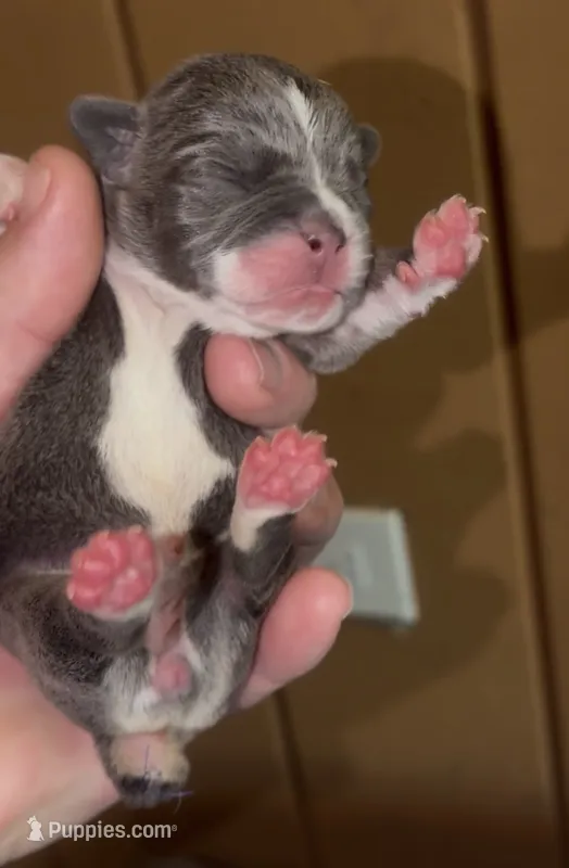 Lotus – English Bulldog, French Bulldog puppy for sale in Sullivan, IL
