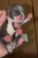 Lotus, a female English Bulldog and French Bulldog for sale in Sullivan, IL – 1 of 2