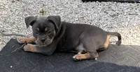 Pick of the Litter, a female American Bully for sale in Sullivan, IL – 7 of 10
