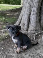 Pick of the Litter, a female American Bully for sale in Sullivan, IL – 10 of 10