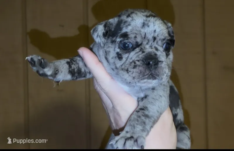 COBBLERS  – English Bulldog, French Bulldog puppy for sale in Sullivan, IL