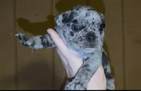 COBBLERS , a male English Bulldog and French Bulldog for sale in Sullivan, IL – 1 of 3