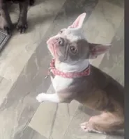 Lola, a female Boston Terrier for sale in Sullivan, IL – 2 of 2