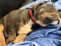 Zaza , a female American Bully for sale in Sullivan, IL – 8 of 8