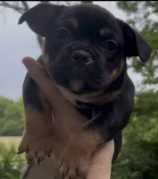 Summer, a female American Bully for sale in Sullivan, IL – 2 of 4