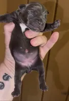 Muffins, a female English Bulldog and French Bulldog for sale in Sullivan, IL – 2 of 2
