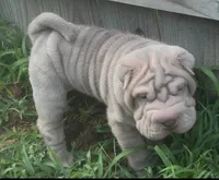 Magoo, a male Chinese Shar-Pei for sale in Sullivan, IL – 2 of 8